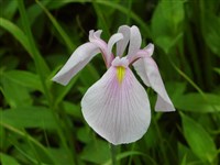 Ирис мечевидный, Кемпфера, японский водный ирис, хана-шобу – Iris ensata Thunb,