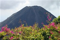 Исалько (вид)