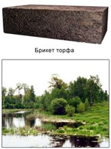 Ископаемые растения