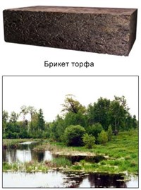 Ископаемые растения