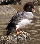 Исландский гоголь (утка)