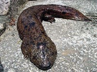 Исполинские саламандры