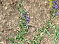 Иссоп лекарственный – Hyssopus officinalis L.