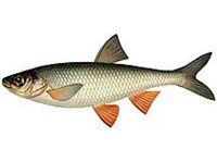 Иссыккульский Чебак (рисунок)