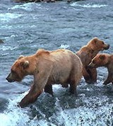 Йеллоустонский национальный ПАРК (семейство гризли)