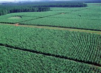 Йерба мате, Аргентина (2009)