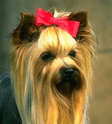 Йоркшир-терьер