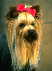 Йоркшир-терьер