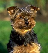 Йоркшир-терьер (щенок)