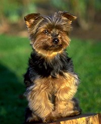Йоркшир-терьер (щенок)