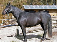 КАБАРДИНСКАЯ ПОРОДА