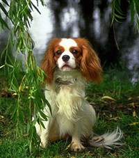 КАВАЛЕР-КИНГ-ЧАРЛЗ-СПАНИЕЛЬ