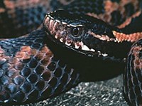 КАВКАЗСКАЯ ГАДЮКА (Vipera kaznakowi)