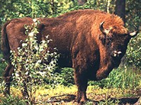 КАВКАЗСКИЙ ЗУБР (Bison bonasus caucasicus)