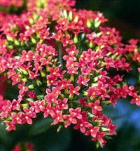 КАЛАНХОЭ (сорт «Анна-Мария»)