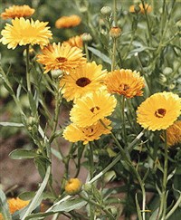 КАЛЕНДУЛА лекарственная