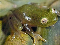 КАЛИФОРНИЙСКАЯ КВАКША (Hyla californiae)