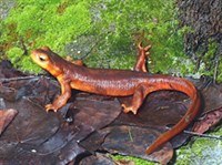 КАЛИФОРНИЙСКИЙ ТРИТОН