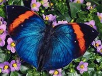 КАЛЛИМЫ (Kallima rumina)