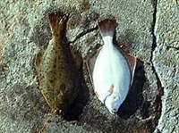 КАМБАЛА атлантическая