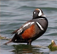 КАМЕНУШКА (селезень)