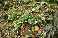 КАМНЕЛОМКА (на стене)