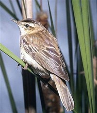 КАМЫШЕВКИ (камышевка-барсучок)