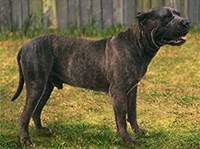 КАНАРСКАЯ СОБАКА