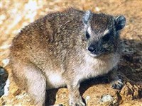 КАПСКИЙ ДАМАН (Procavia capensis).