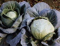 КАПУСТА БЕЛОКОЧАННАЯ