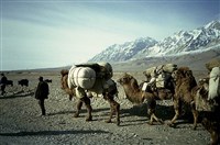 КАРАВАН (караван верблюдов в Китае)