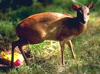 КАРЛИКОВАЯ АНТИЛОПА