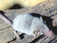 КАРЛИКОВАЯ БЕЛОЗУБКА