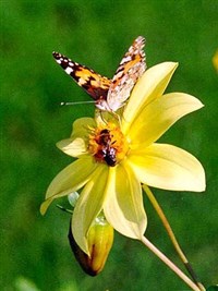 КАРЛИКОВАЯ ГЕОРГИНА