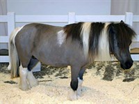 КАРЛИКОВЫЕ ЛОШАДИ (американская карликовая лошадь)