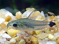 КАРЛИКОВЫЙ СОМИК (Corydoras hastatus)