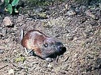 КАРМАННЫЙ ГОФЕР БОТТА (Thomomys bottae)