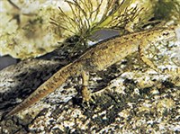 КАРПАТСКИЙ ТРИТОН (Triturus montandoni)