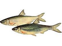 КАСПИЙСКИЙ РЫБЕЦ (рисунок)