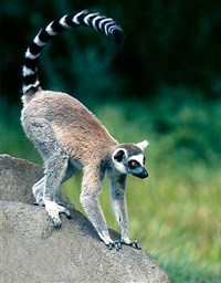 КАТТА (Кошачий лемур)