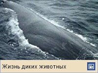 КАШАЛОТ (видео)