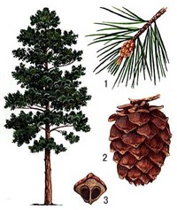 КЕДРОВАЯ СОСНА (сибирская)