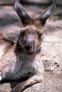 КЕНГУРУ (крупный план)