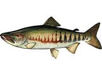 КЕТА (самец в брачном наряде)