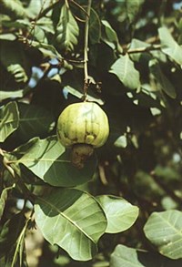 КЕШЬЮ (плод)