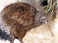 КИВИ (птицы) (Киви)