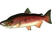 КИЖУЧ (самец в брачном наряде)