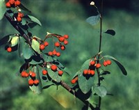 КИЗИЛЬНИК цельнокрайний