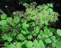 КИСТИСТАЯ АРАЛИЯ (Aralia racemosa)