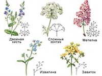 КИСТЬ (соцветие)